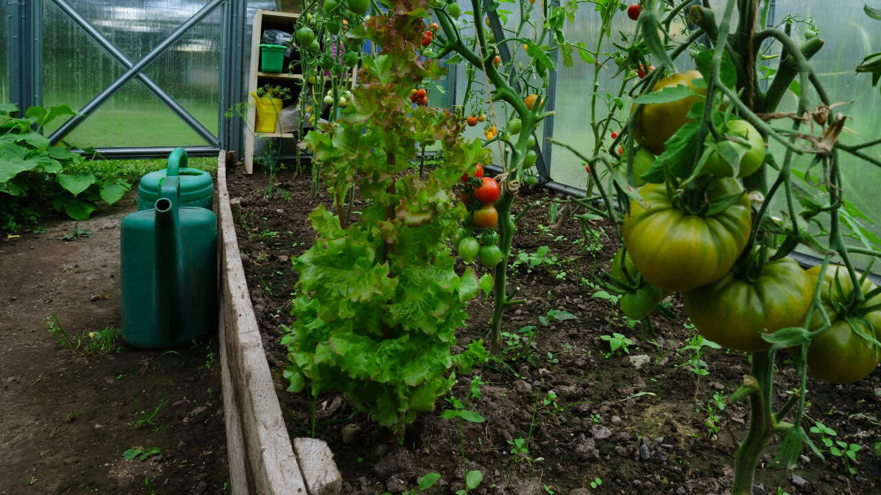 andruslukas/Unsplash