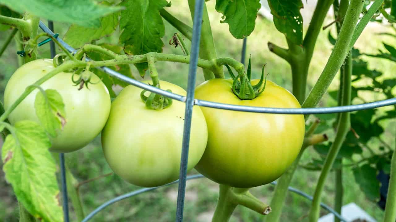 carmencreative/Unsplash