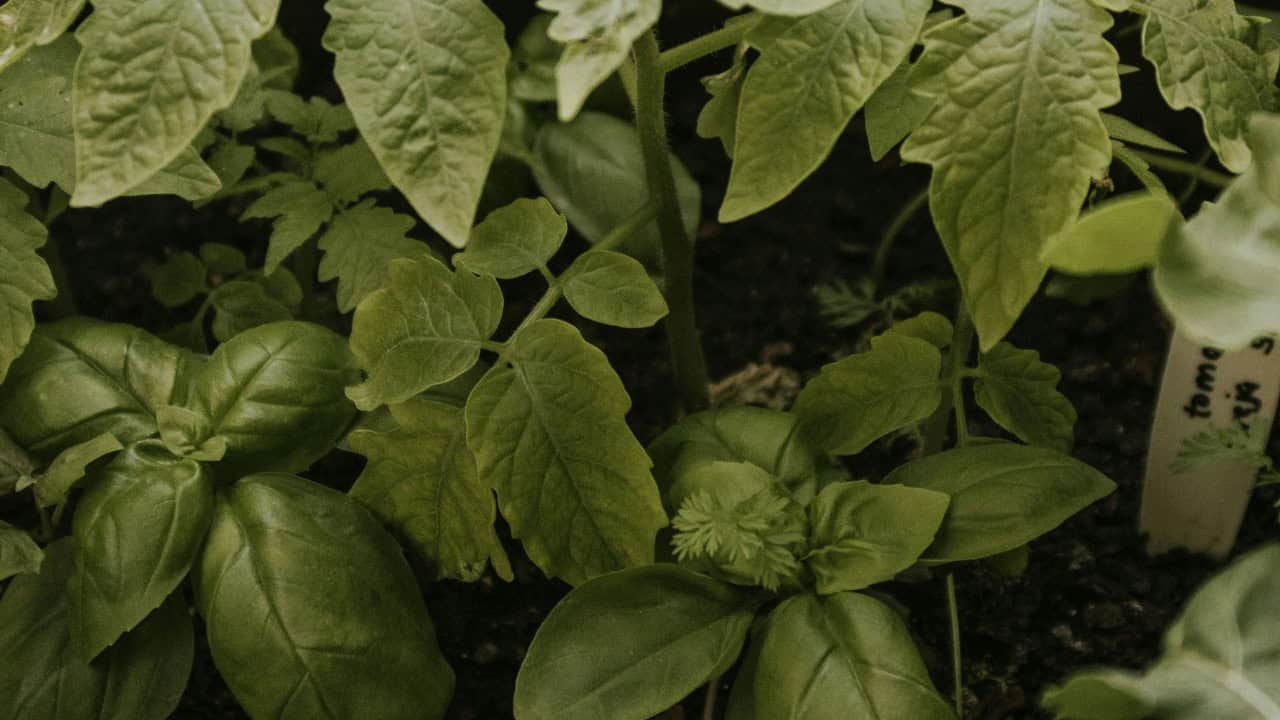 Letícia Alvares/Pexels