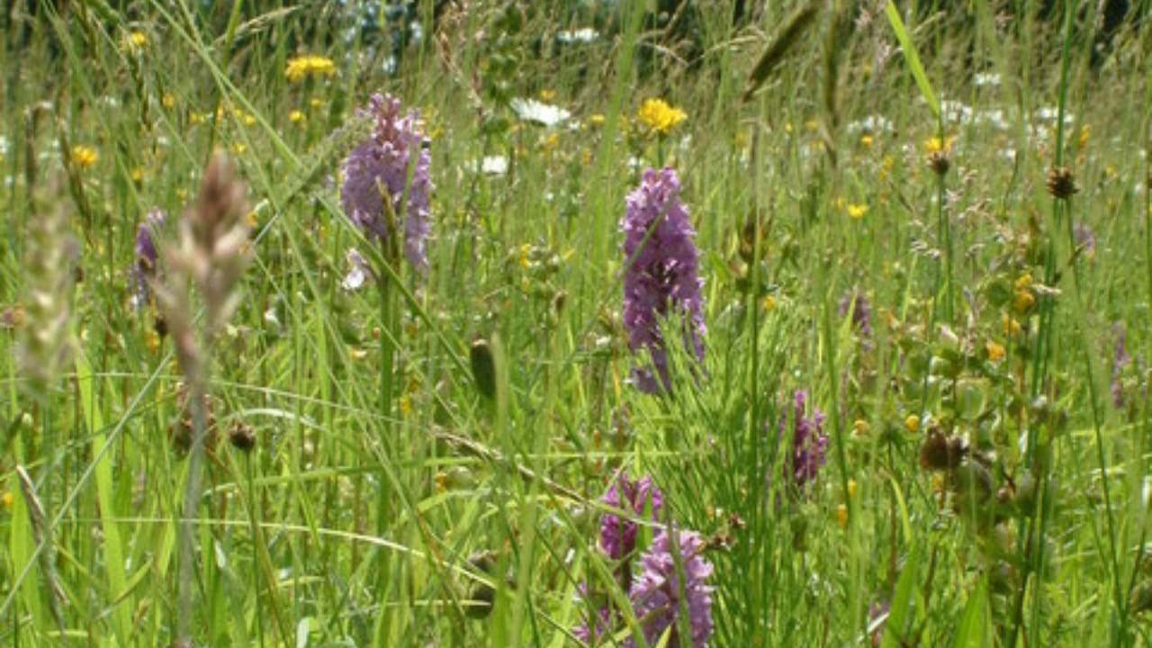 Image Credit: Ian Knox - CC BY-SA 2.0/Wiki Commons