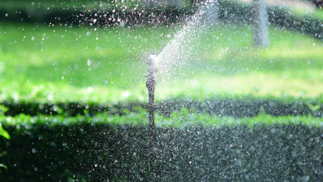 Sóc Năng Động/Pexels