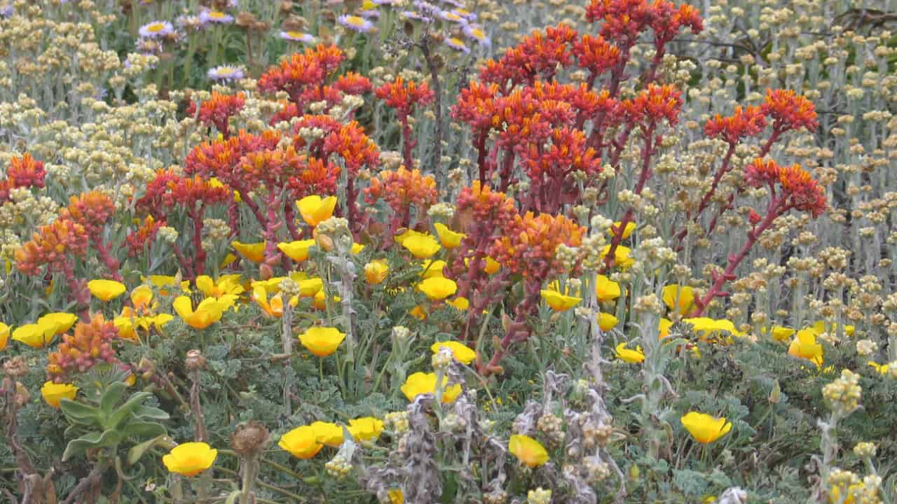 Image Credit: blmcalifornia - Public domain/Wiki Commons