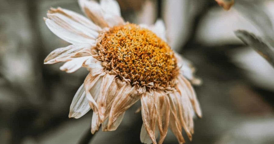 Wojtek Pacześ/Pexels