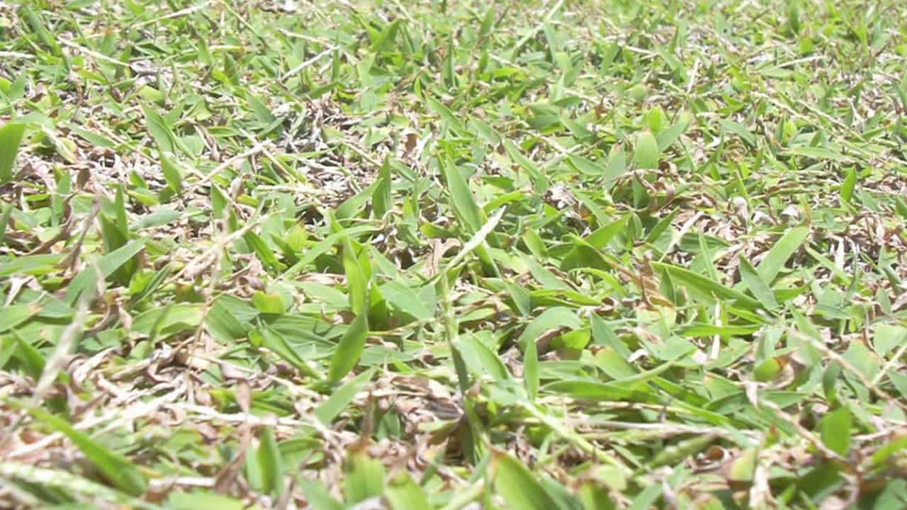 Image Credit: Forest & Kim Starr - CC BY 3.0/Wiki Commons