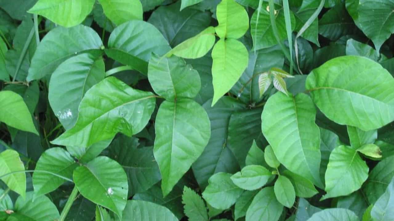 Image Credit: unknown - Public domain/Wiki Commons