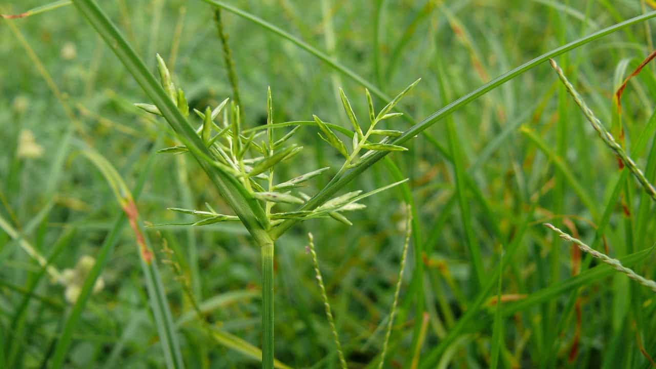 Image Credit: Arria Belli (Arria Belli) - CC BY-SA 2.0/Wiki Commons