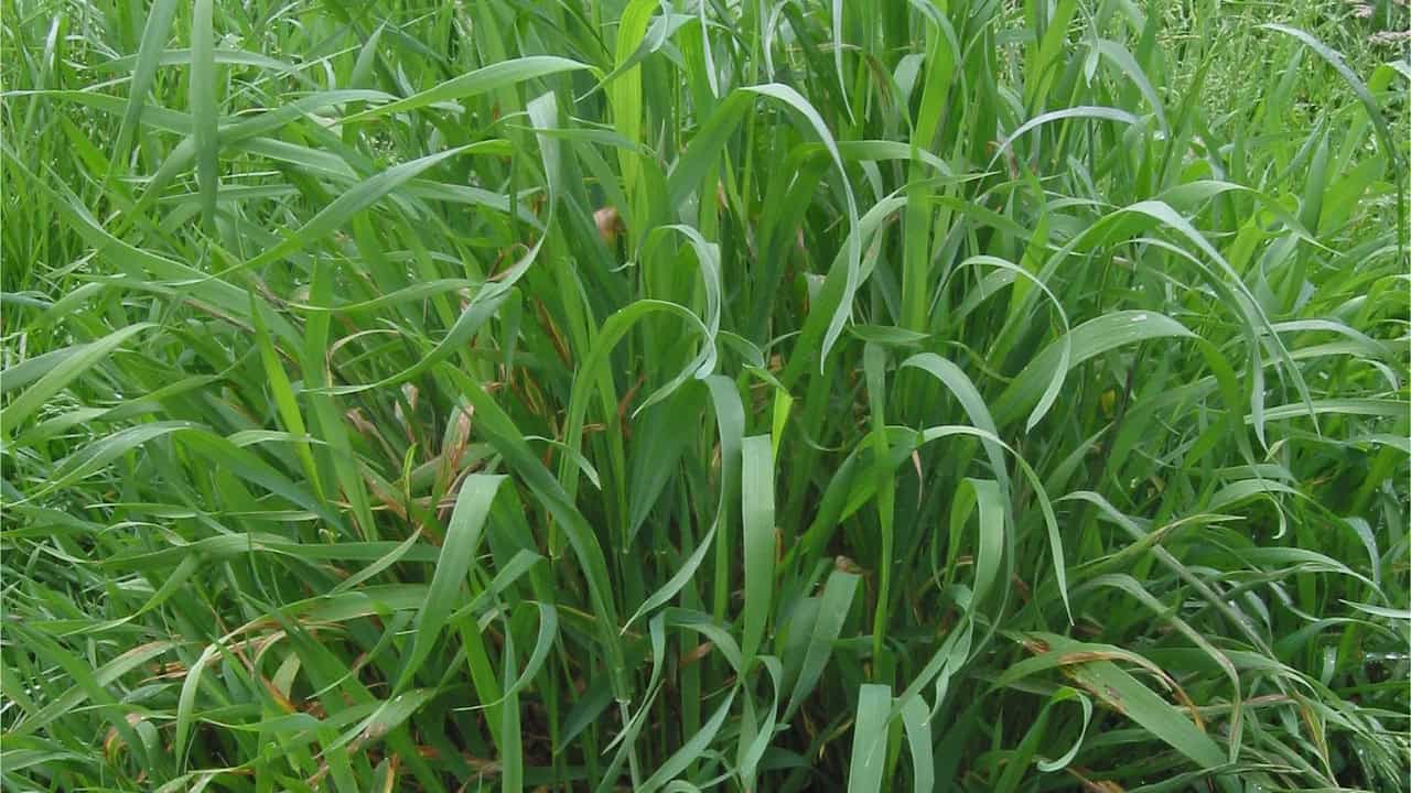 Image Credit: Rasbak - CC BY-SA 3.0/Wiki Commons