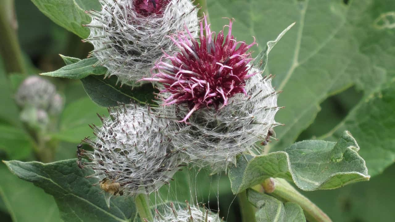 Image Credit: Robert Flogaus-Faust - CC BY 4.0/Wiki Commons