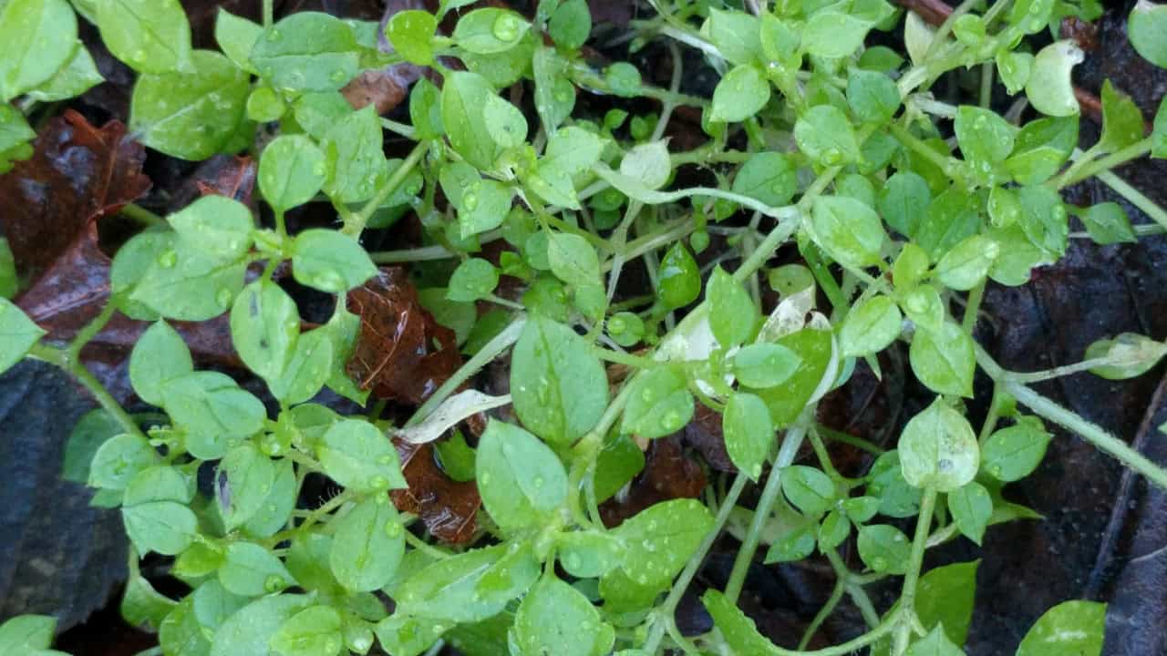 Image Credit: Michel Langeveld - CC BY-SA 4.0/Wiki Commons