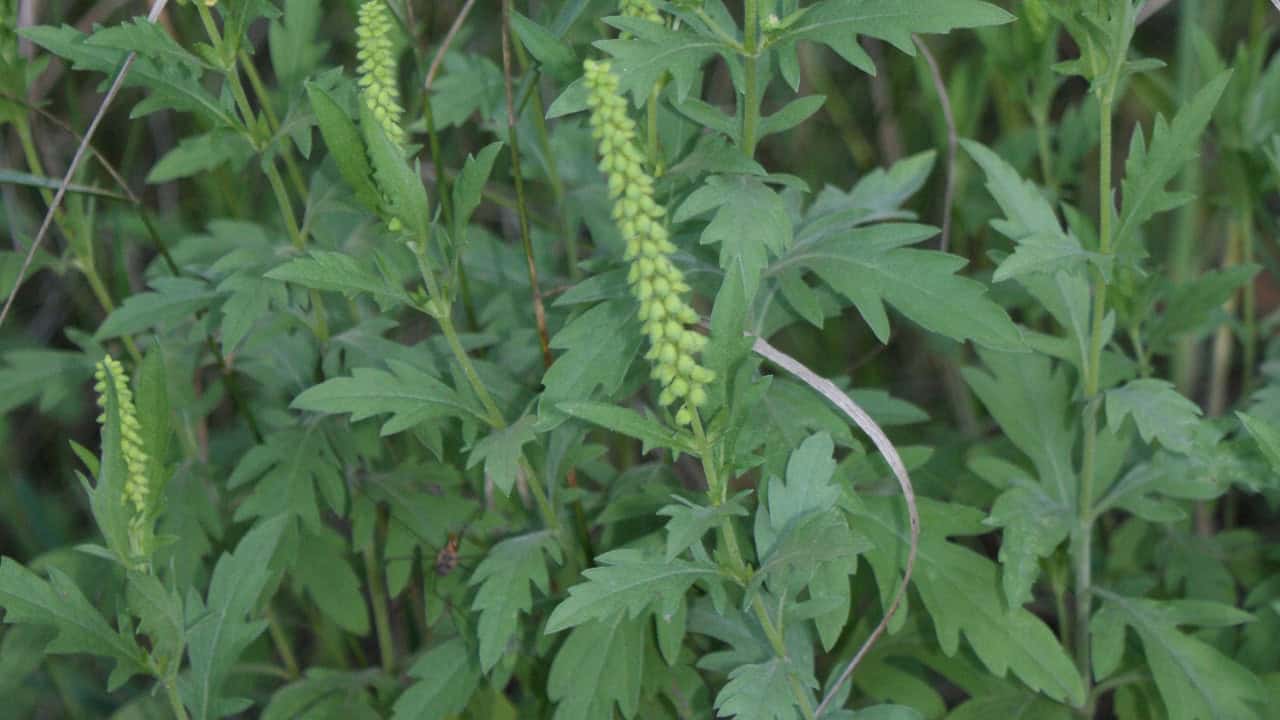 Image Credit: Krzysztof Ziarnek Kenraiz - CC BY-SA 4.0/Wiki Commons