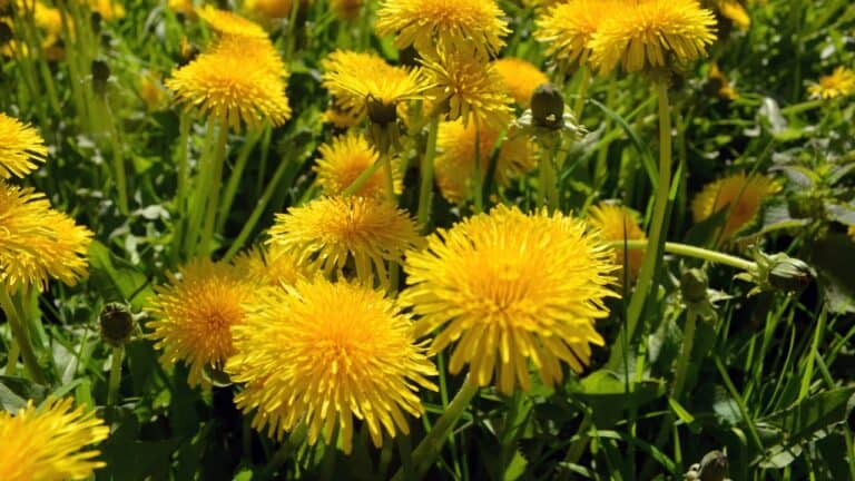 viridigreen/Unsplash