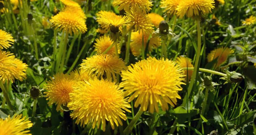 viridigreen/Unsplash