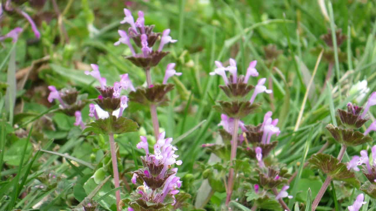 Image Credit: Andy Reago & Chrissy McClarren - CC BY 2.0/Wiki Commons