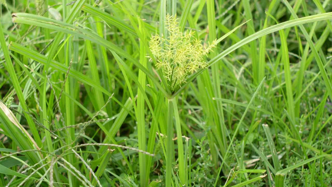 Image Credit: User:Blahedo - CC BY-SA 2.5/Wiki Commons