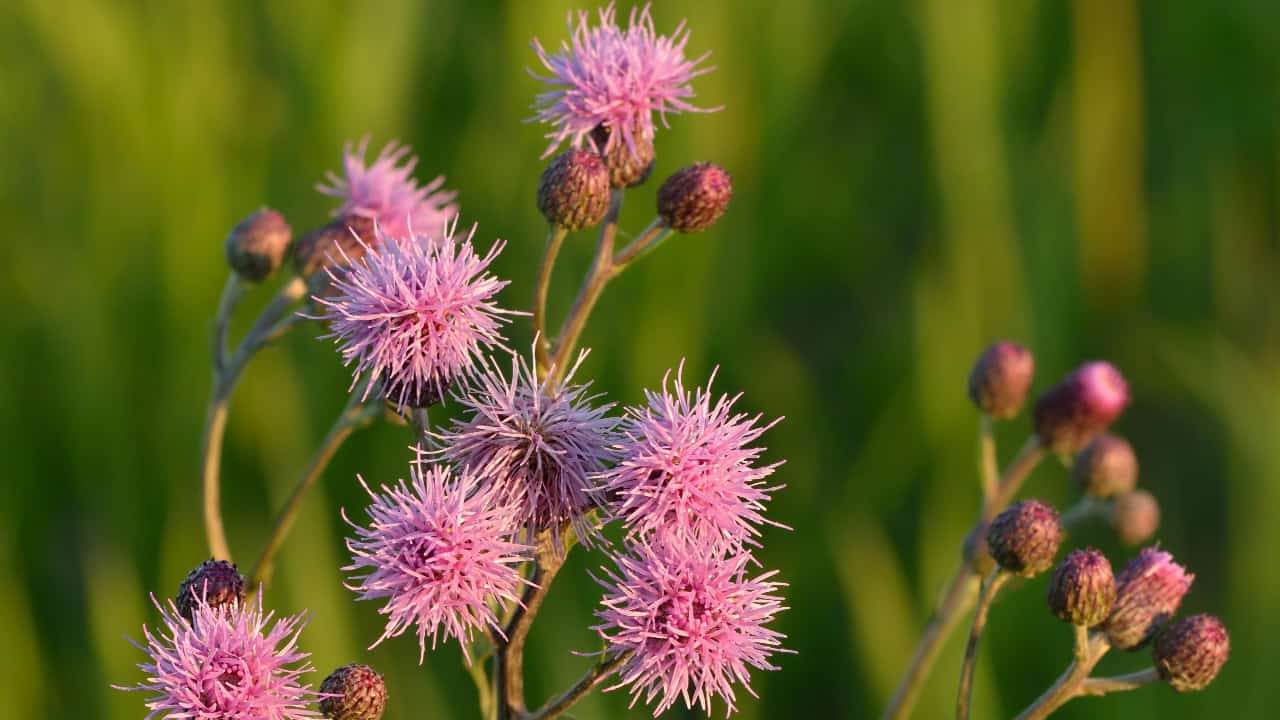 Image Credit: Ivar Leidus - CC BY-SA 3.0/Wiki Commons