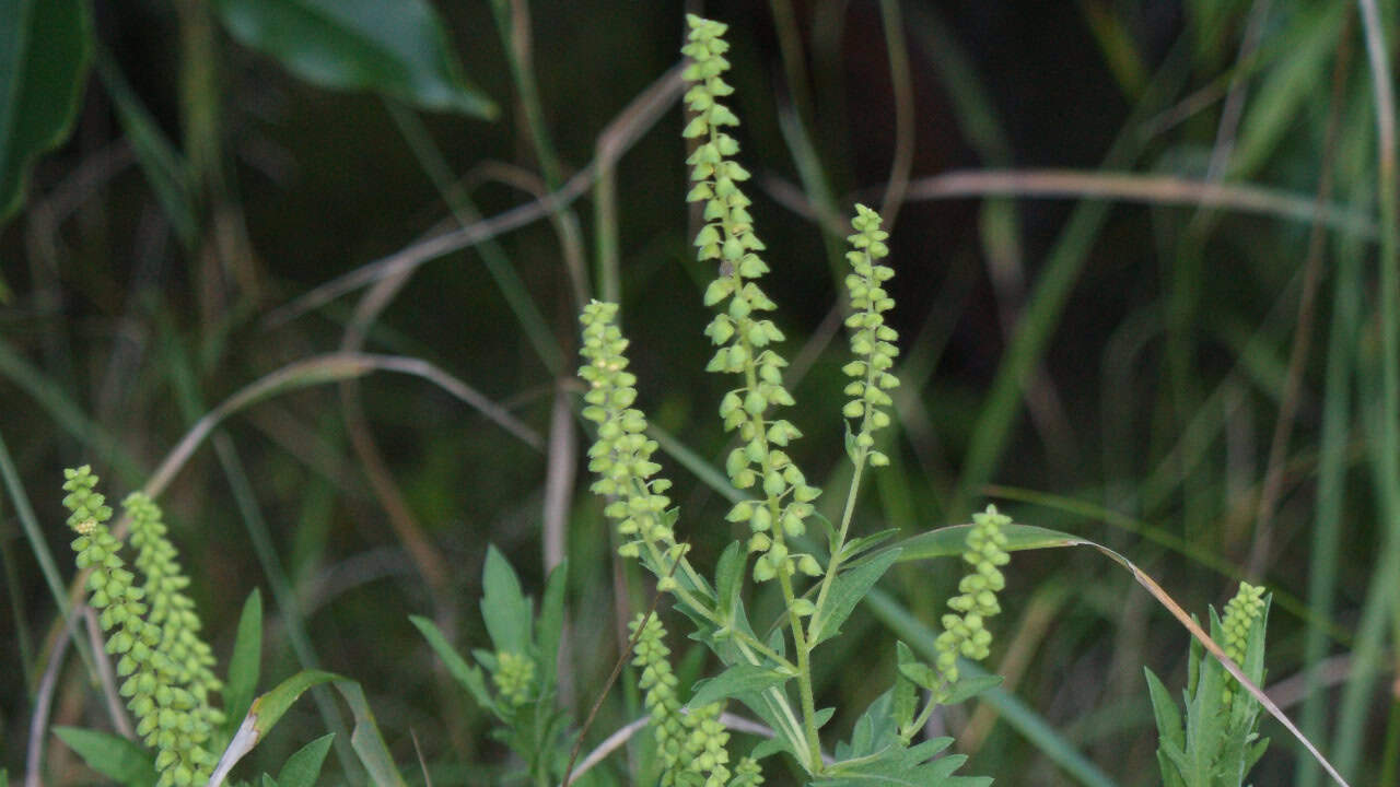 Image Credit: Krzysztof Ziarnek Kenraiz - CC BY-SA 4.0/Wiki Commons