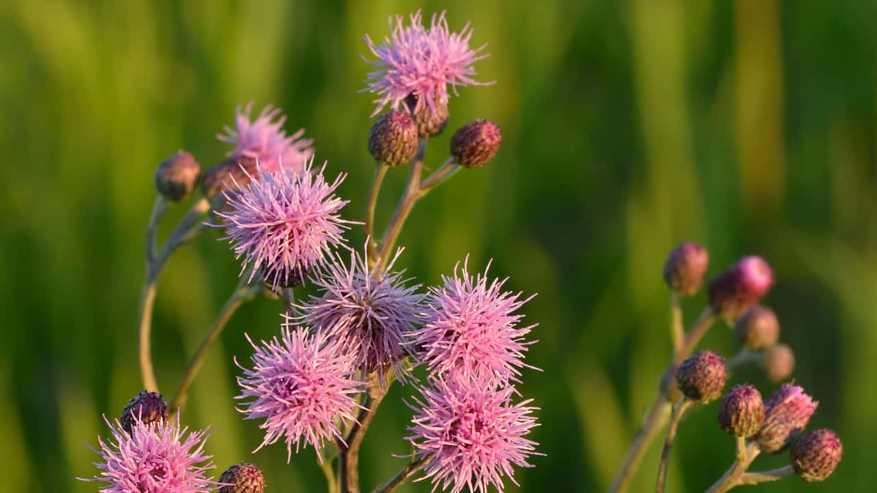 Image Credit: Ivar Leidus - CC BY-SA 3.0/Wiki Commons