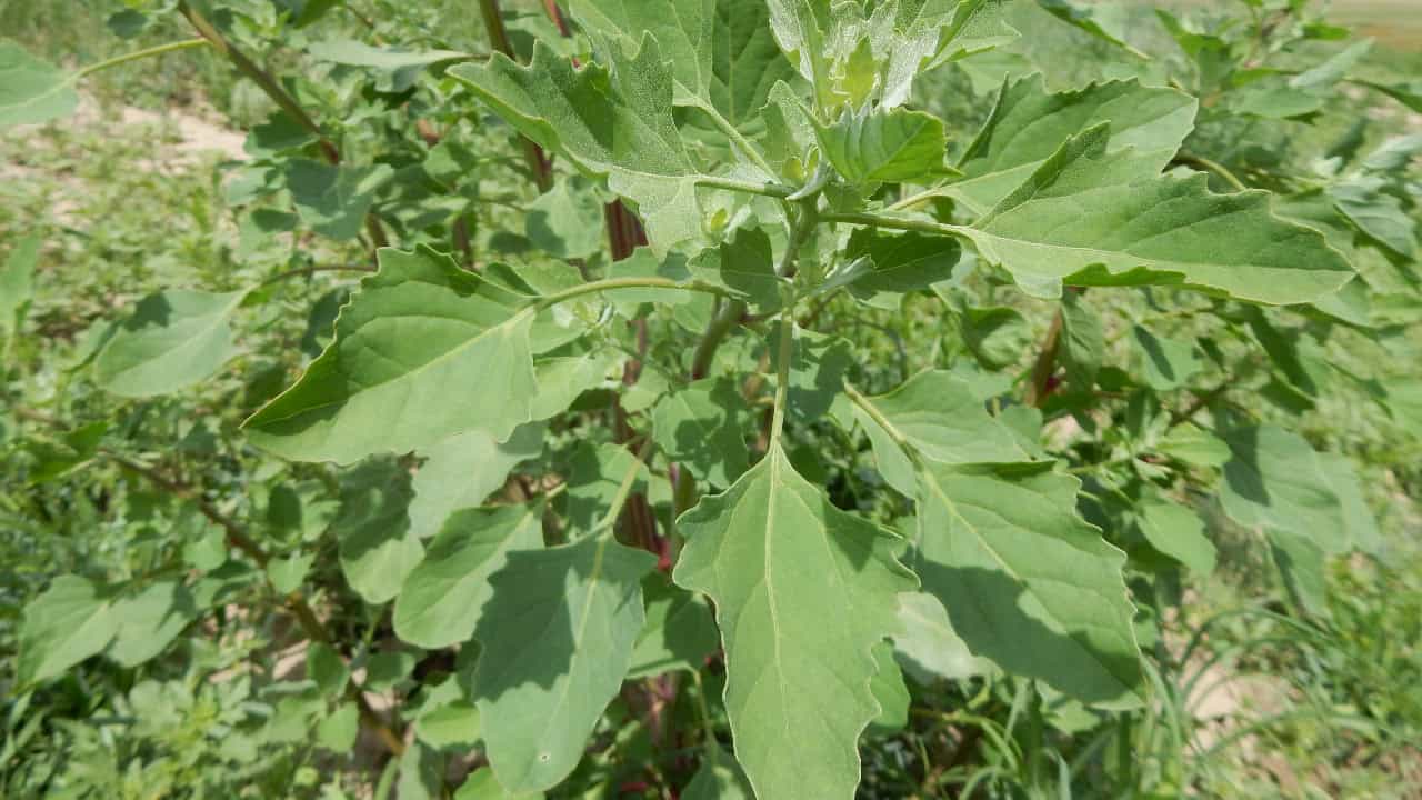 Image Credit: Matt Lavin from Bozeman, Montana, USA - CC BY-SA 2.0/Wiki Commons