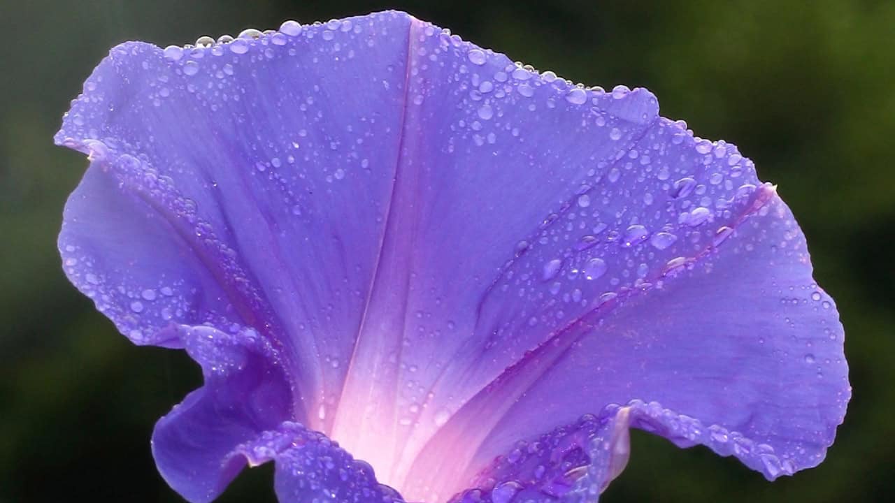 Image Credit: Morning-glory-C6295a.jpg: Fg2 (Frank J. Gualtieri Jr.)
derivative work: Kaldari (talk) - Public domain/Wiki Commons