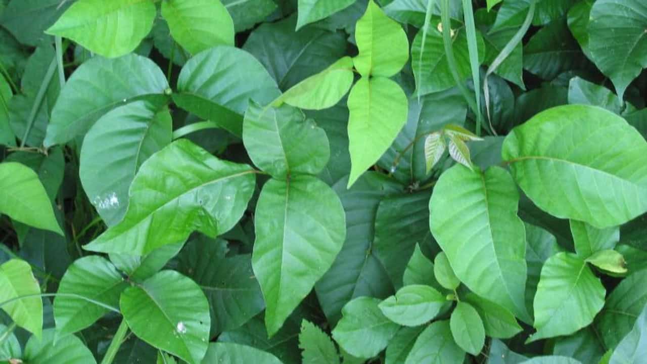 Image Credit: unknown - Public domain/Wiki Commons