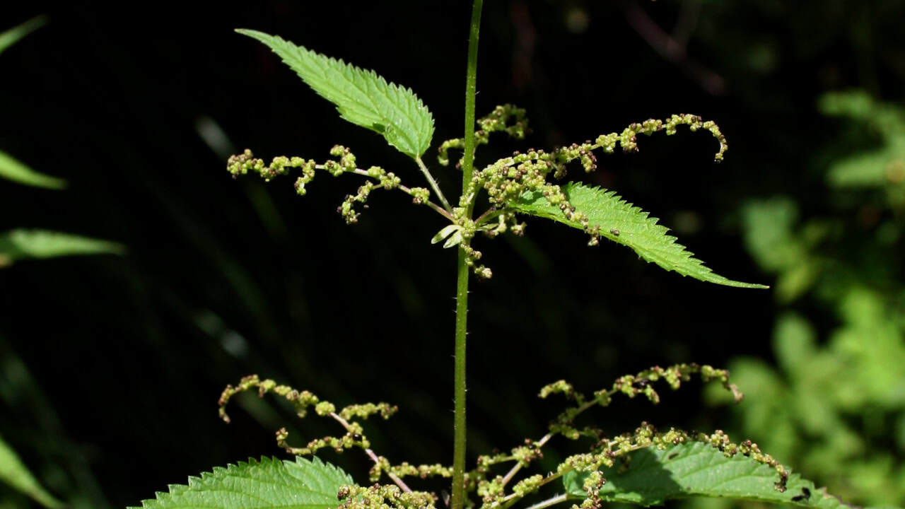 Image Credit: Przykuta - CC BY-SA 3.0/Wiki Commons