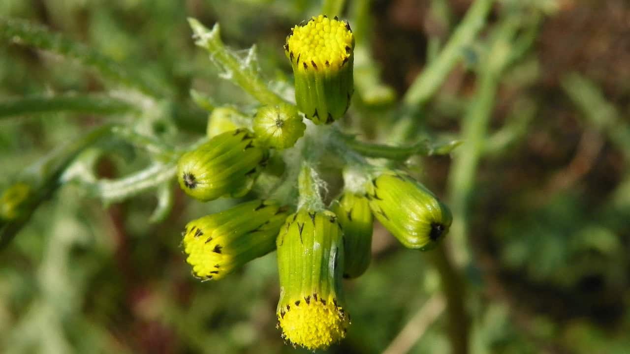 Image Credit: Peter O'Connor aka anemoneprojectors from Stevenage, United Kingdom - CC BY-SA 2.0/Wiki Commons