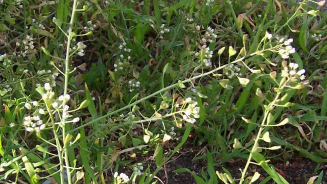 Image Credit: Eike Wulfmeyer - CC BY-SA 2.5/Wiki Commons