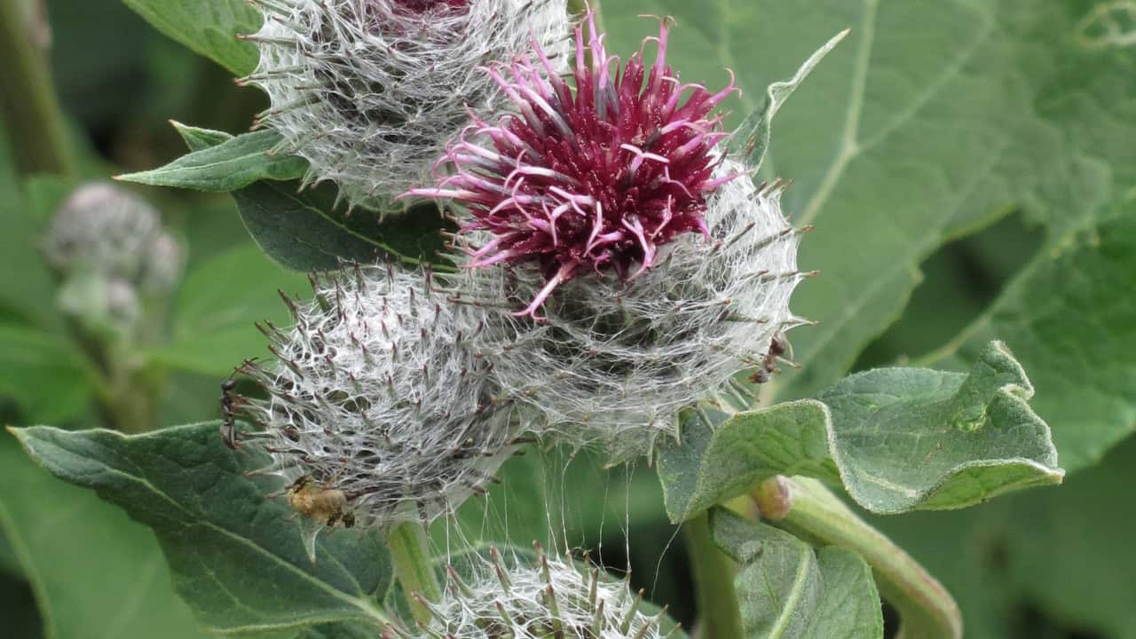 Image Credit: Robert Flogaus-Faust - CC BY 4.0/Wiki Commons