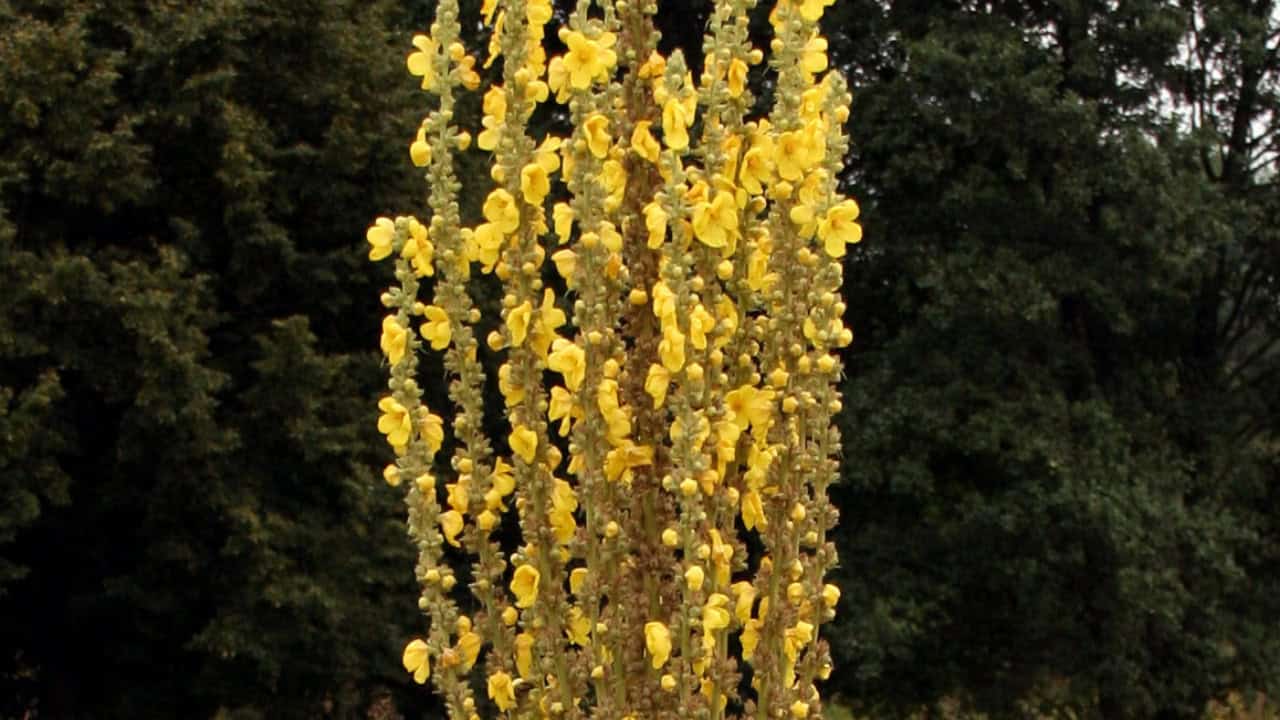 Image Credit: Pleple2000 - CC BY-SA 3.0/Wiki Commons