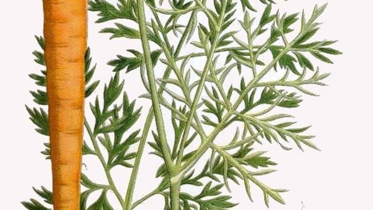 Image Credit: Carl Axel Magnus Lindman - Public domain/Wiki Commons