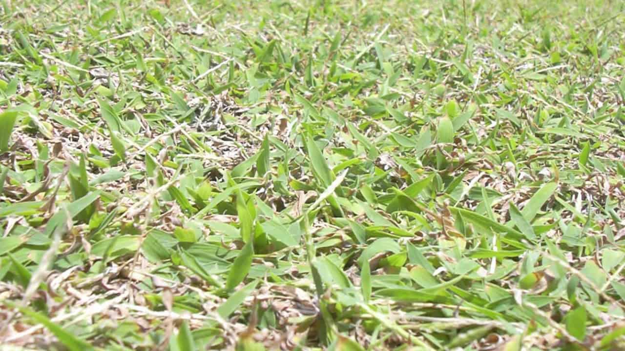 Image Credit: Forest & Kim Starr - CC BY 3.0/Wiki Commons