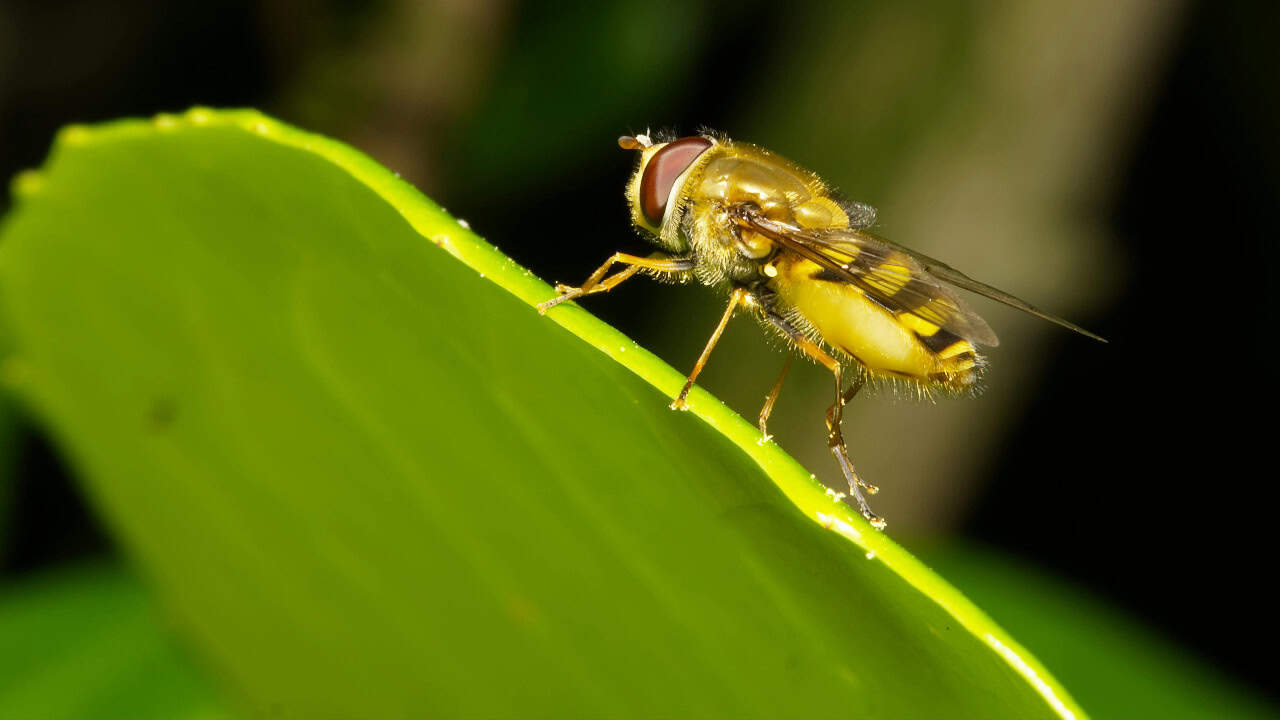 Phil Mitchell/Pexels