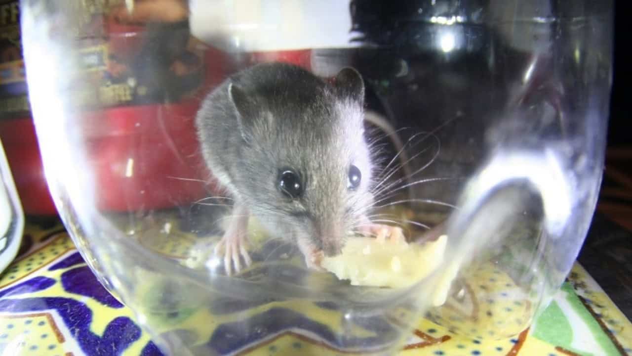 Image Credit: Vince Reinhart - CC BY-SA 2.0/Wiki Commons