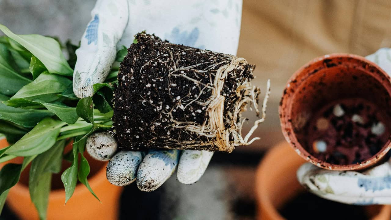 Photo By: Kaboompics.com/Pexels