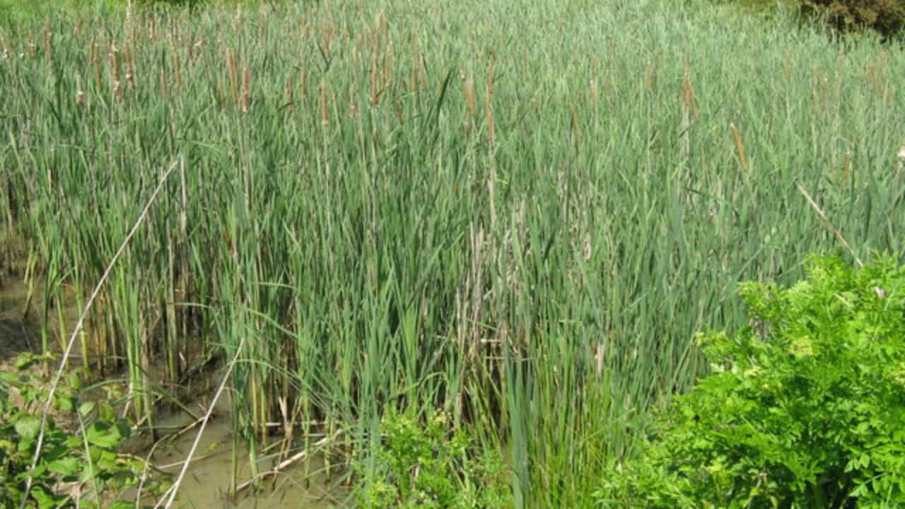 Image Credit: Dave Spicer - CC BY-SA 2.0/Wiki Commons