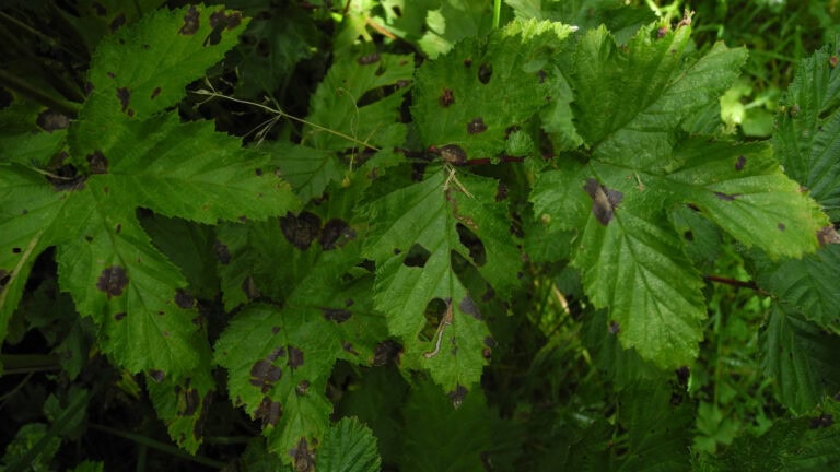 Image Credit: MerielGJones - CC BY-SA 4.0/Wiki Commons