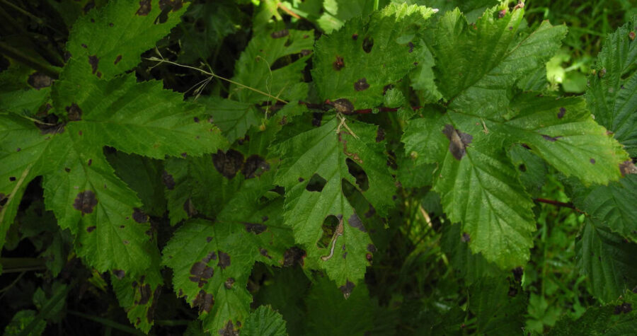 Image Credit: MerielGJones - CC BY-SA 4.0/Wiki Commons