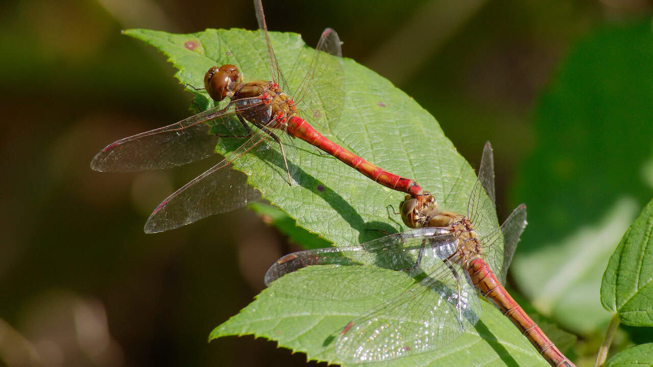 Image Credit: Andreas Eichler - CC BY-SA 3.0/Wiki Commons