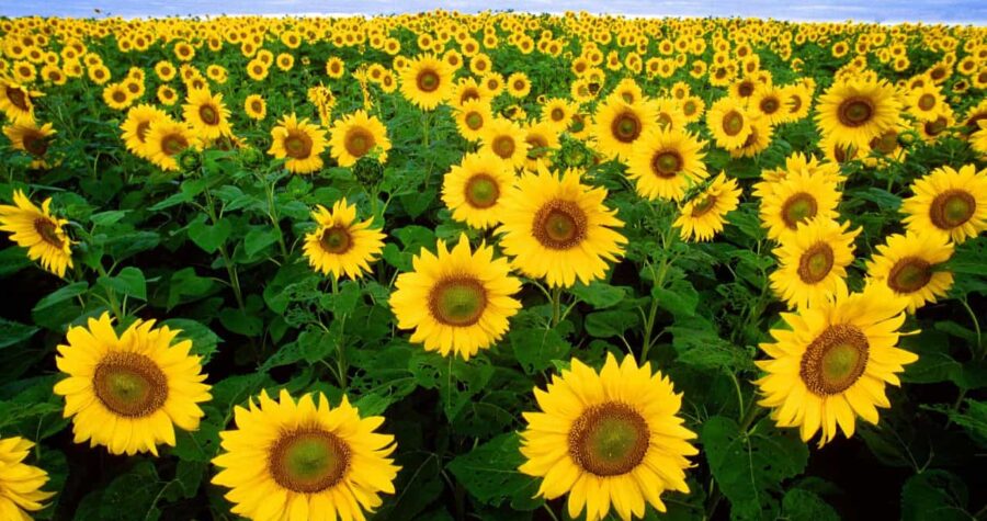 Image Credit: Bruce Fritz, U.S. Department of Agriculture - Public domain/Wiki Commons