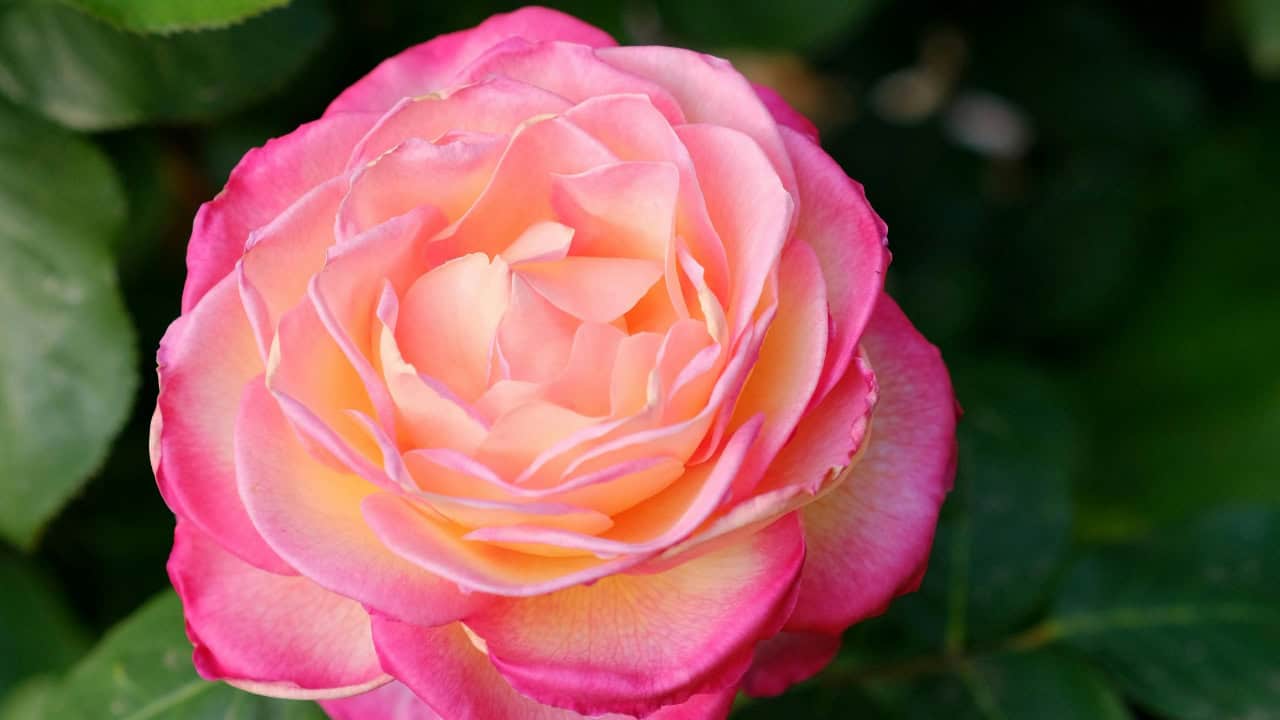 Roman Biernacki/Pexels