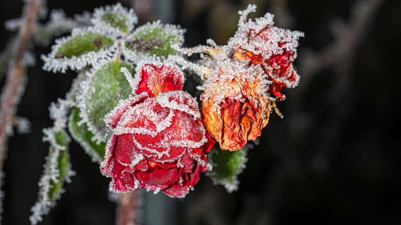 Oliver Wagenblatt/Pexels