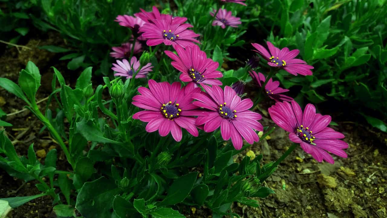 Dulanjala Narthana/Pexels