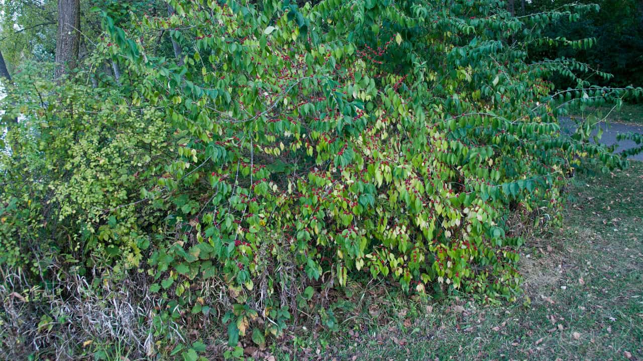 Image Credit: Sixflashphoto - CC BY-SA 4.0/Wiki Commons