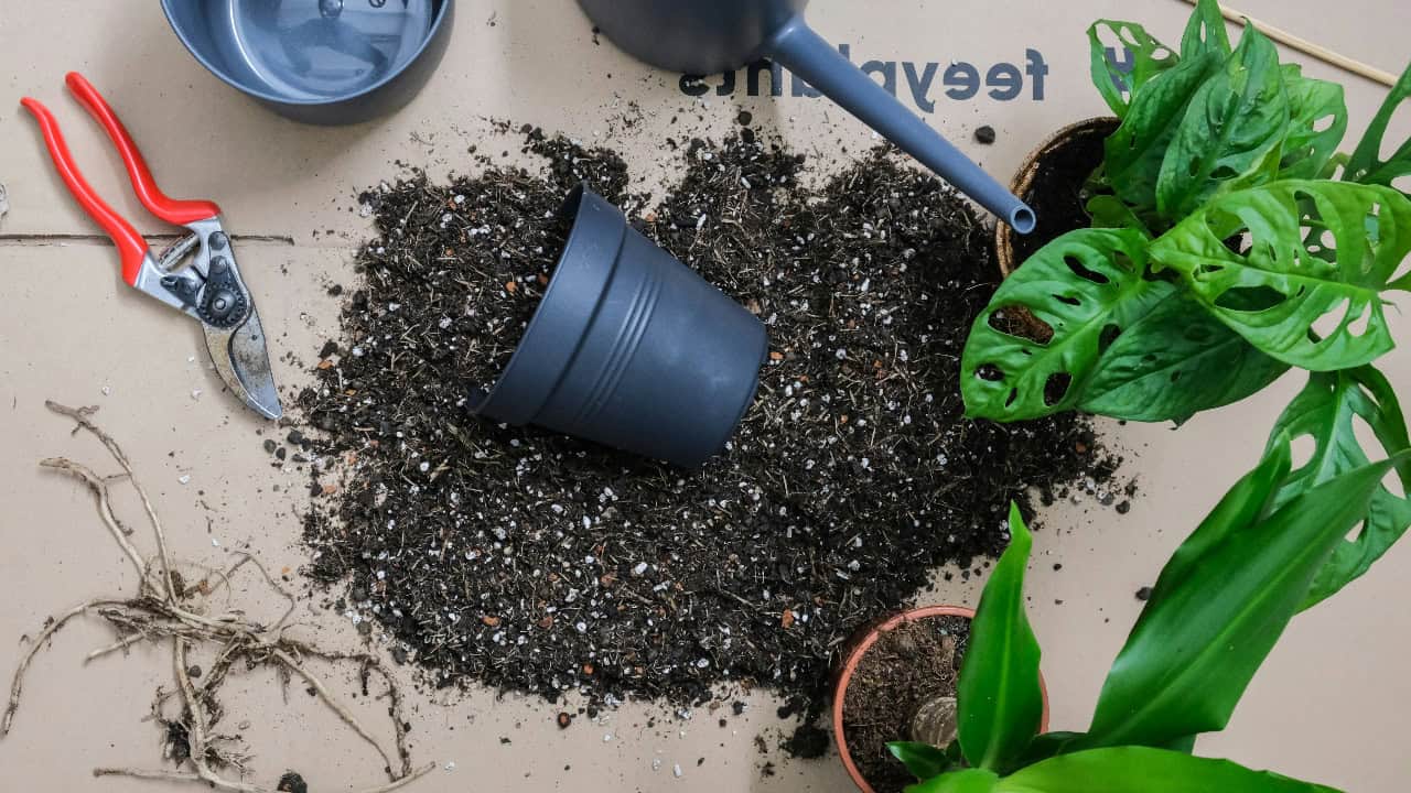 feeypflanzen/Unsplash