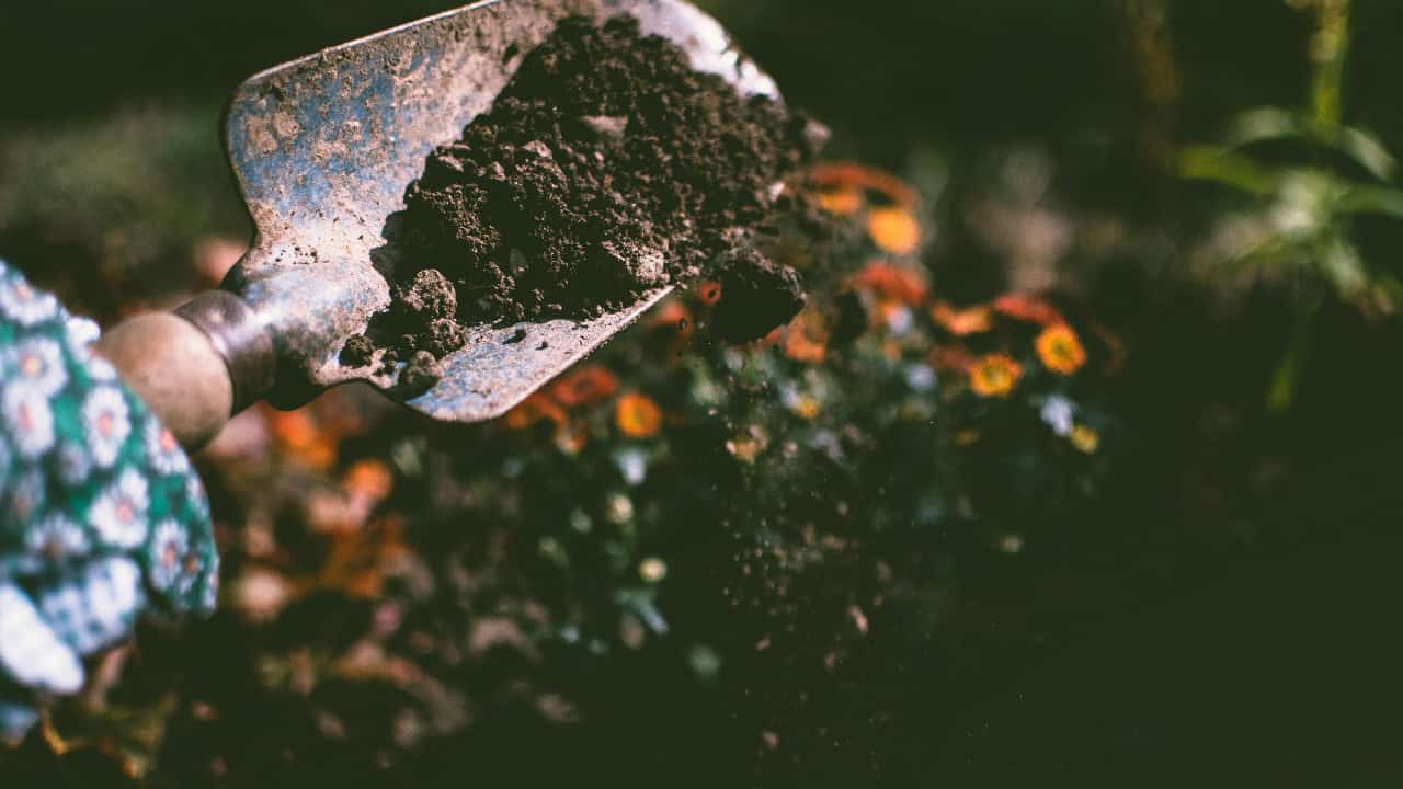 Lisa from Pexels/Pexels