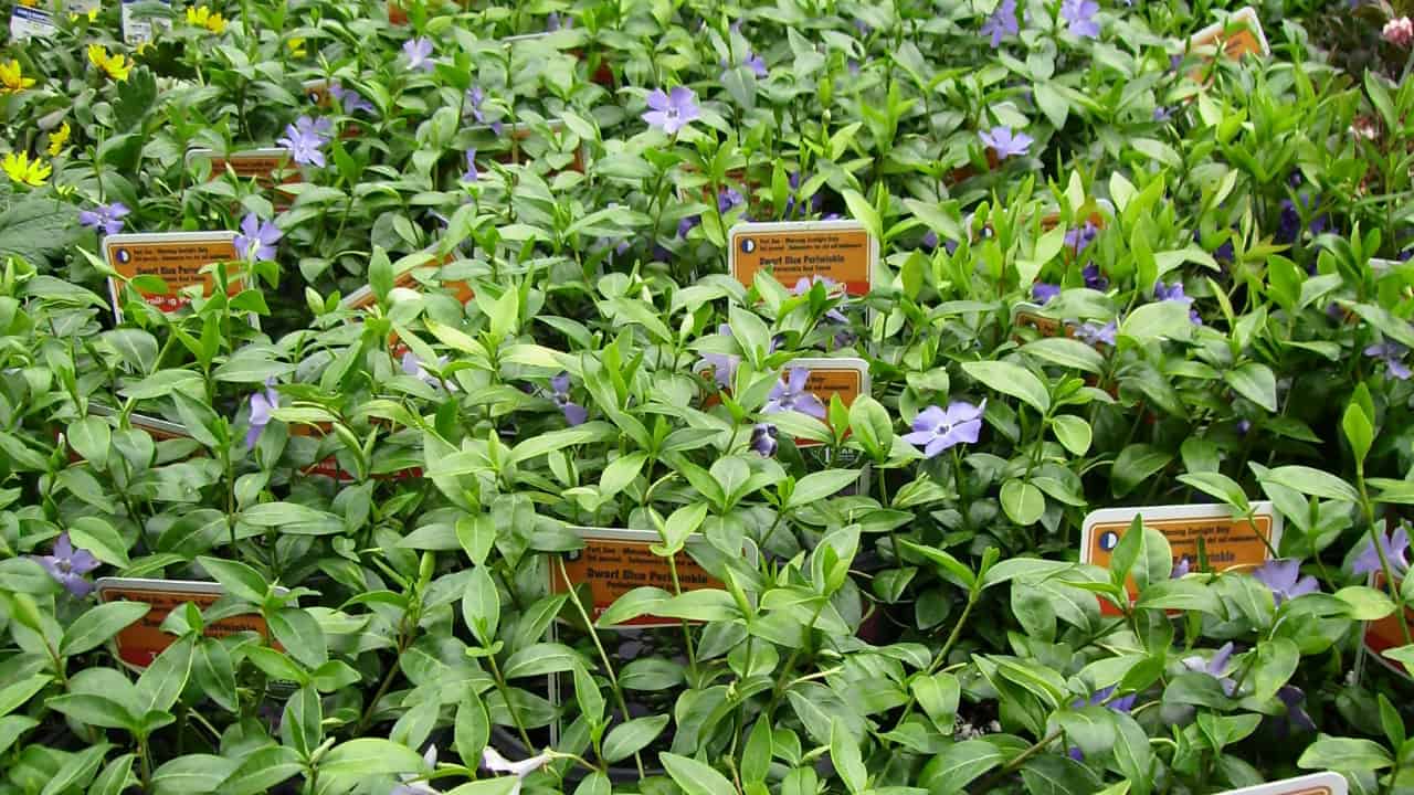 Image Credit: Thayne Tuason - CC BY-SA 4.0/Wiki Commons