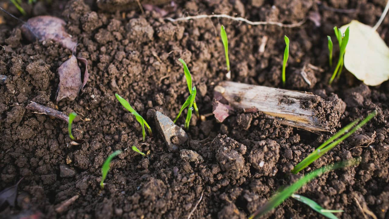 markusspiske/Unsplash