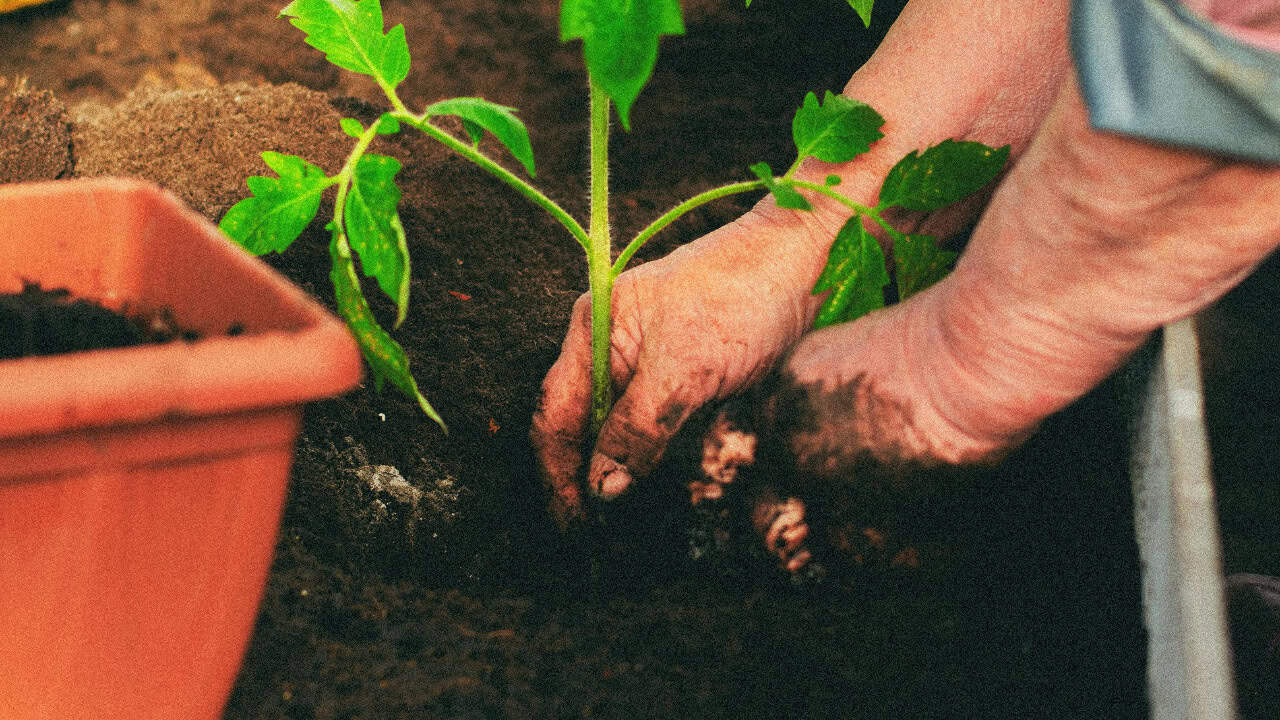 Tamara Elnova/Pexels