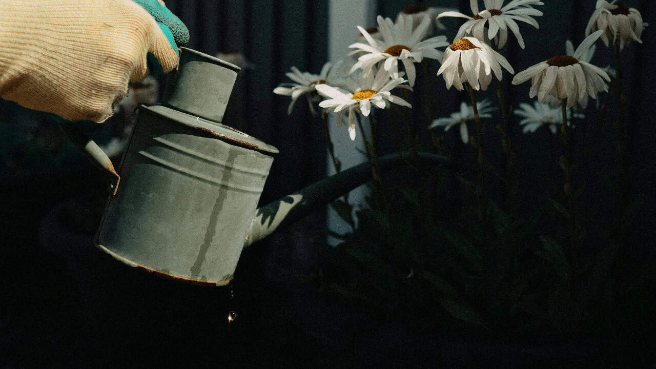 Lisa from Pexels/Pexels