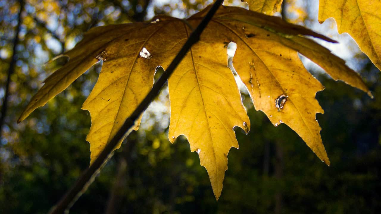 Image Credit: Mahdikarimi70 - CC BY-SA 4.0/Wiki Commons